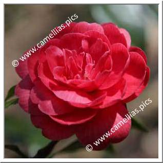 Camellia Japonica 'Lawrence Walker'