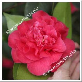 Camellia Japonica 'Lazetta'