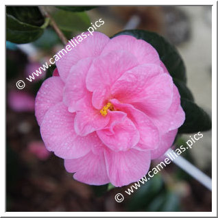 Camellia Japonica 'Jean-Baptiste Le Floch'