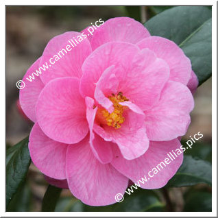 Camellia Japonica 'Jean-Baptiste Le Floch'
