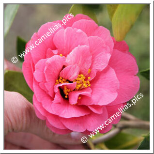 Camellia Japonica 'Le Gâvre'