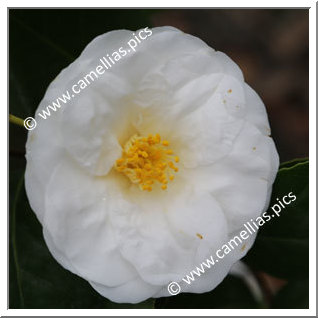 Camellia Japonica 'Le Lys'