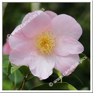 Camellia Hybride C.x williamsii 'Fañch Le Moal '