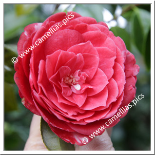 Camellia Japonica 'Leeana Superba'