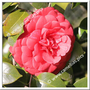 Camellia Japonica 'Leeana Superba'