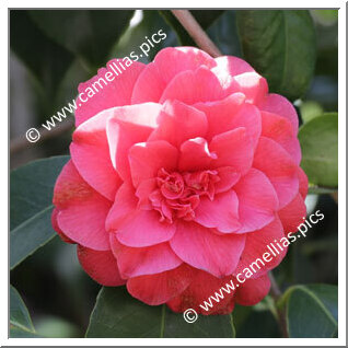 Camellia Japonica 'Lefévriana'