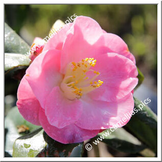 Camellia Japonica 'Alison Leight Woodroof'