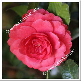 Camellia Japonica 'Lembrança de Alexandre Herculano'
