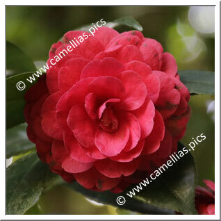 Camellia Japonica 'Lembrança de Alexandre Herculano'