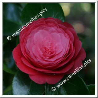 Camellia Japonica 'Lemichezii'