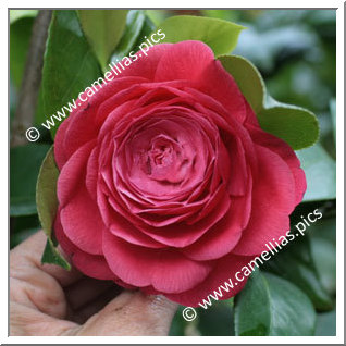 Camellia Japonica 'Lemichezii'