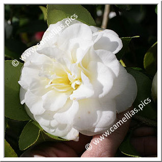 Camellia Japonica 'Lemon Drop'