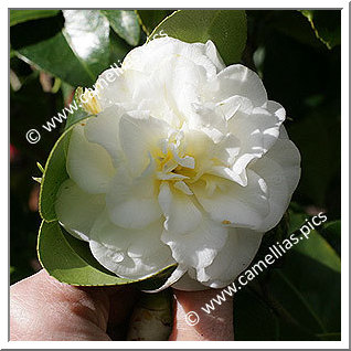 Camellia Japonica 'Lemon Drop'