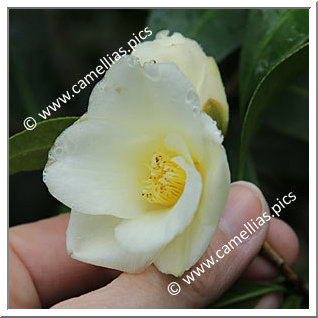 Camellia Hybride 'Lemon Twist'