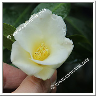 Camellia Hybride 'Lemon Twist'