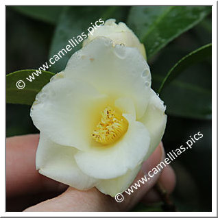 Camellia Hybrid 'Lemon Twist'