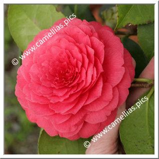 Camellia Japonica 'Léon Leguay'