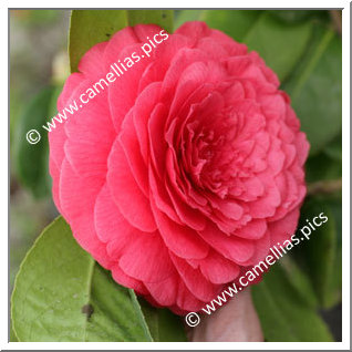 Camellia Japonica 'Léon Leguay'