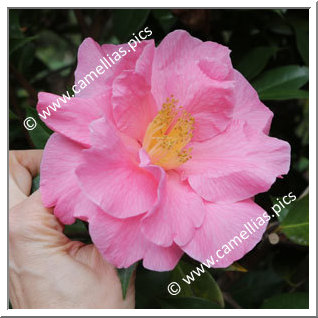 Camellia Hybrid C.reticulata  'Leonard Messel'