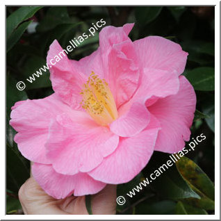 Camellia Hybrid C.reticulata  'Leonard Messel'
