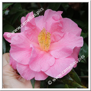 Camellia Hybride C.reticulata 'Leonard Messel'