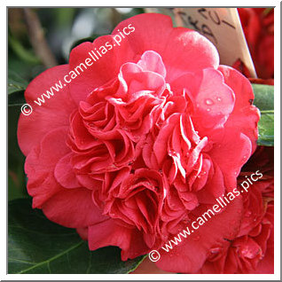 Camellia Japonica 'Léonard de Vinci'