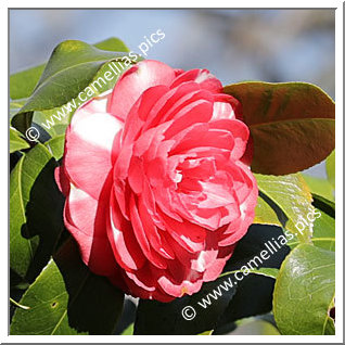 Camellia Japonica 'Leopoldo Malesci'