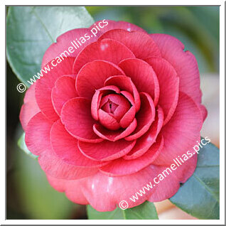 Camellia Japonica 'Lercari'