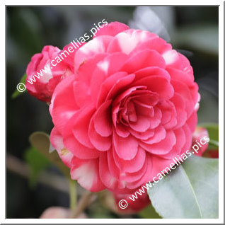 Camellia Japonica 'Lercari'