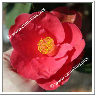 Camellia Japonica 'Les Enfants Nantais'