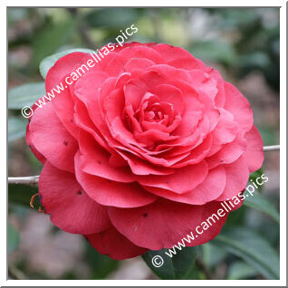 Camellia Hybrid C.x williamsii 'Les Jury'