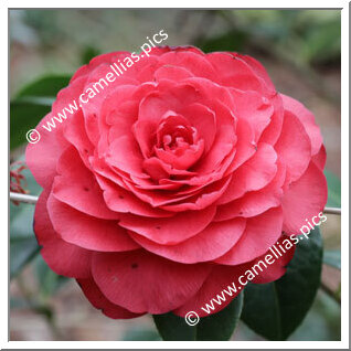 Camellia Hybrid C.x williamsii 'Les Jury'