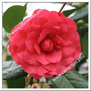 Camellia Hybrid C.x williamsii 'Les Jury'