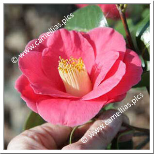 Camellia Japonica 'Les Namnètes'