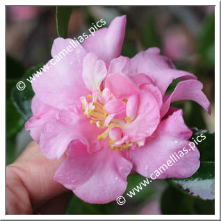 Camellia Sasanqua 'F.L.M. Lhasa'