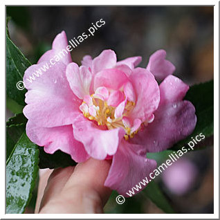 Camellia Sasanqua 'F.L.M. Lhasa'