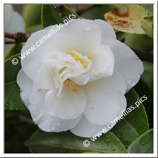 Camellia Japonica 'Liberty Bell'