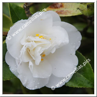 Camellia Japonica 'Liberty Bell'