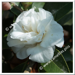 Camellia Japonica 'Liberty Bell'