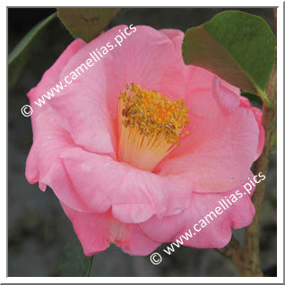 Camellia Hybride C.reticulata 'Lila Naff'