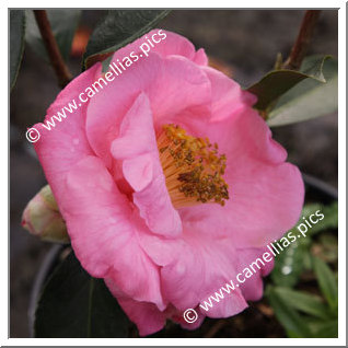 Camellia Hybrid C.reticulata  'Lila Naff'