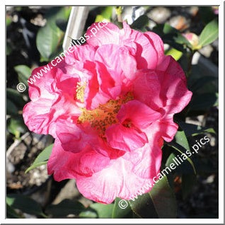 Camellia Reticulata 'Lilette Witman'