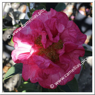 Camellia Reticulata 'Lilette Witman'