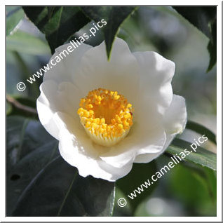 Camellia Hybrid C.x williamsii 'Lilian Moffat'