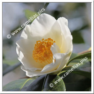 Camellia Hybrid C.x williamsii 'Lilian Moffat'