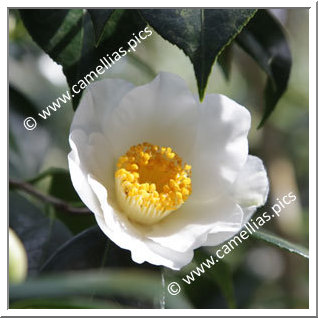 Camellia Hybride C.x williamsii 'Lilian Moffat'