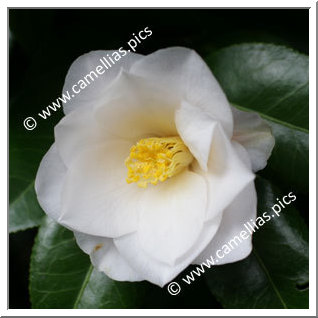 'Lillian Ricketts'