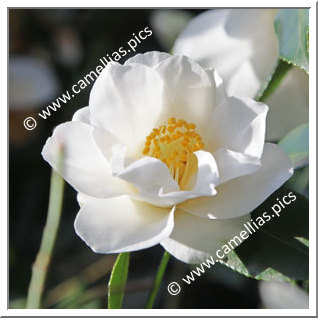 Camellia Japonica 'Lily Pons'