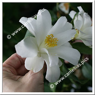 Camellia Japonica 'Lily Pons'