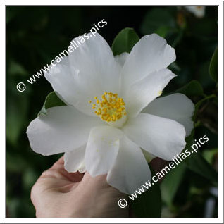 Camellia Japonica 'Lily Pons'